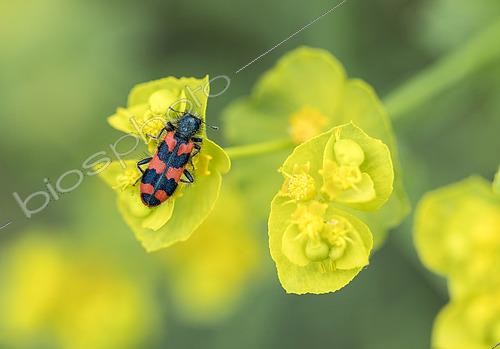 Biosphoto | 2460930 | Clairon des ruches (Trichodes alvearius) sur une fleur d'Euphorbe (Euphorbia sp) à Forcalquier, Alpes-de-Haute-Provence, France | &copy; Raphaël Sané / Biosphoto