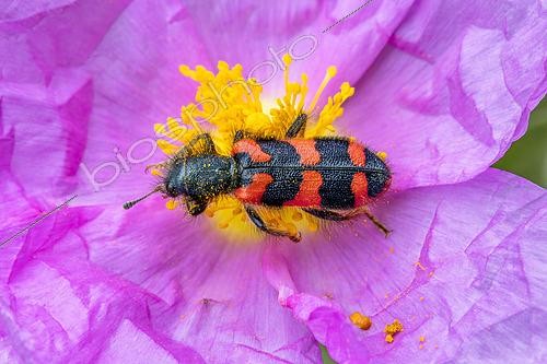 Biosphoto | 2601688 | Clairon des ruches (Trichodes alvearius) sur une fleur de Ciste cotonneux (Cistus albidus), Alpes-de-Haute-Provence, France | &copy; Marie Aymerez / Biosphoto