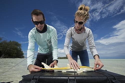 Biosphoto | 2118676 | Clare Keating Daly and Ryan Daly, marine biologist and research director of the Arros research center of the  Save our seas  foundation measuring a young Lemon shark (Negaprion brevirostris), St Joseph's Atoll, Seychelles | &copy; Olivier Born / Biosphoto