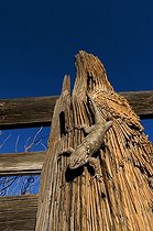 Biosphoto | 1250448 | Clark's spiny lizard on wood fence Old Alamo canyon ranch | &copy; Daniel Heuclin / Biosphoto
