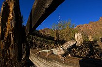 Biosphoto | 1250450 | Clark's spiny lizard on wood fence Old Alamo canyon ranch | &copy; Daniel Heuclin / Biosphoto