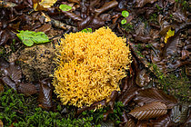 Biosphoto | 2609853 | Clavaire dorée, ramaire dorée, clavaire jaune (Clavaria aurea), Forêt de la Reine, Ansauville, Lorraine, France | &copy; Stéphane Vitzthum / Biosphoto