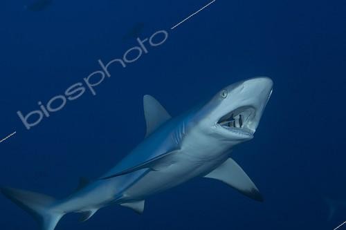 Biosphoto | 1622318 | Cleaner wrasse cleaning a gray reef shark Tuamotu Rangiroa  | &copy; Yves Lefèvre / Biosphoto