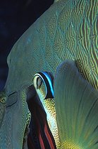 Biosphoto | 981020 | Cleaner Wrasse cleans Gills of Napoleon Wrasse, Ras Mohammed, Sinai, Red Sea, Egypt | &copy; Borut Furlan / WaterFrame / Biosphoto