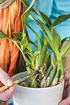 Biosphoto | 2460180 | Cleaning of an orchid with a brush, application of a product against the scale insects | &copy; Jean-Michel Groult / Biosphoto