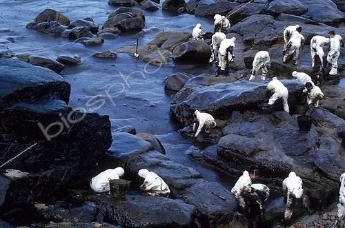 Biosphoto | 160381 | Cleaning of the coast soiled by oil Mugia Spain   | &copy; Julien de Sutter / Biosphoto