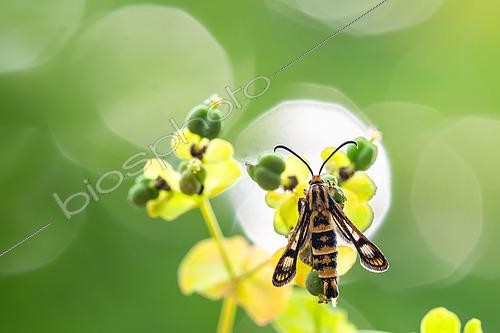 Biosphoto | 2605381 | Clearwing moth (Chamaesphecia empiformis) on its host plant: Cypress spurge (Euphorbia cyparissias), Plateau de Bouxières aux Dames, Lorraine, France | &copy; Stéphane Vitzthum / Biosphoto