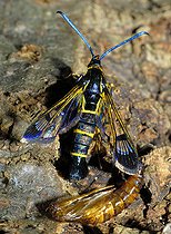 Biosphoto | 2544984 | Clearwing moth (Synanthedon spuleri) and its exuvia, Vosges du Nord Regional Nature Park, France | &copy; Michel Rauch / Biosphoto