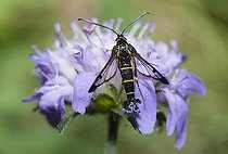 Biosphoto | 2410362 | Clearwing moth (Synanthedon spuleri) on Knautia, Regional Natural Park of Northern Vosges, France | &copy; Michel Rauch / Biosphoto