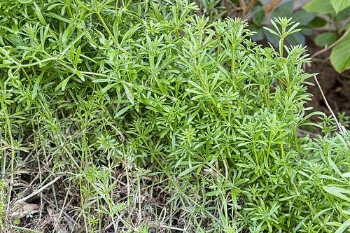 Biosphoto | 2431936 | Cleaver (Galium aparine) in a garden in summer, Pas de Calais, France | &copy; Yann Avril / Biosphoto