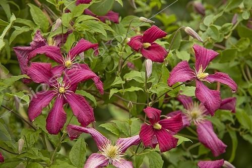 Biosphoto | 960970 | Clematis 'Julia Correvon' in bloom in a garden | &copy; Hervé Lenain / Biosphoto