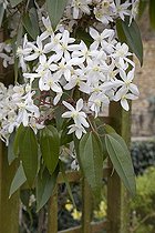 Biosphoto | 109103 | Clematis 'Peach Blossom' in march | &copy; NouN / Biosphoto
