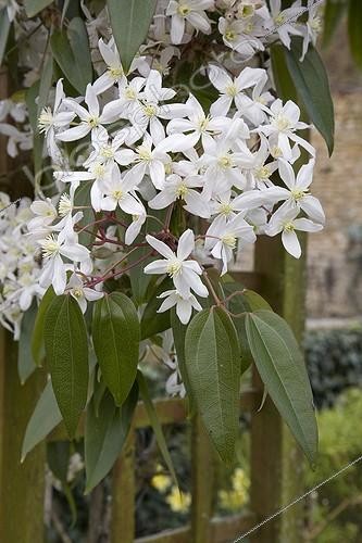 Biosphoto | 109103 | Clématite 'Peach Blossom'  en mars  ; Jardin  Le Clos de maïs  France | &copy; NouN / Biosphoto