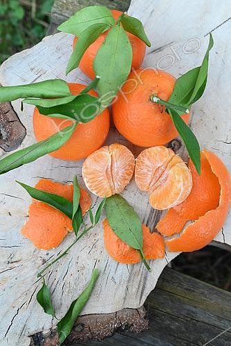 Biosphoto | 2554301 | Clementine | &copy; Catherine Fruhinsholz / Biosphoto