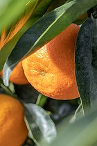 Biosphoto | 2552478 | Clémentine (Citrus x clementina) mûre sur l'arbre en janvier | &copy; Marie Aymerez / Biosphoto
