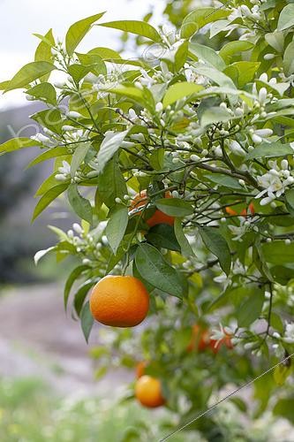 Biosphoto | 2494540 | Clementine or tangerine, Citrus reticulata, fruits and flowers on tree | &copy; ~Petra Barnhoorn / Visions Pictures / Biosphoto