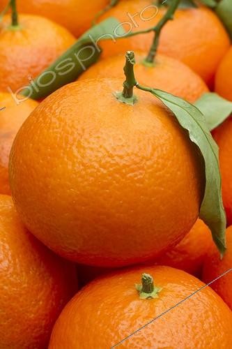 Biosphoto | 2076505 | Clementines 'Nova' | &copy; Frédéric Tournay / Biosphoto