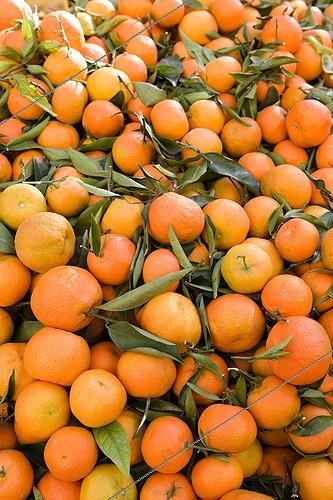 Biosphoto | 181741 | Clementines with leaves at market Provence France | &copy; John S. Sutton / Green Eye / Biosphoto