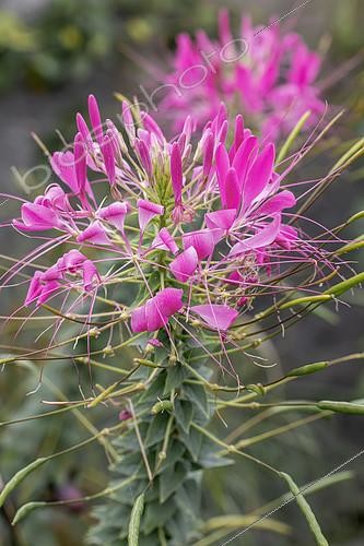 Biosphoto | 2546579 | Cléome (Cleome hassleriana) 'Pink Queen' | &copy; Marie Aymerez / Biosphoto