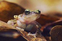 Biosphoto | 1198421 | Cliff Chirping Frog (Eleutherodactylus marnockii), adult on leaf litter, Uvalde County, Hill Country, Central Texas, USA | &copy; Rolf Nussbaumer / imageBROKER / Biosphoto