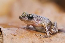 Biosphoto | 1462964 | Cliff Chirping Frog (Eleutherodactylus marnockii), adult on leaf litter, Uvalde County, Hill Country, Texas, USA | &copy; Rolf Nussbaumer / imageBROKER / Biosphoto