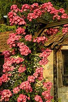 Biosphoto | 1233474 | Climber 'Brussels Lace' in Alsace France | &copy; Claude Thouvenin / Biosphoto