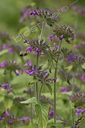 Biosphoto | 2065423 | Clinopode commun (Clinopodium vulgare) en fleurs. Allindelille Fredskov, Danemark | &copy; Steen Drozd Lund / Biosphoto