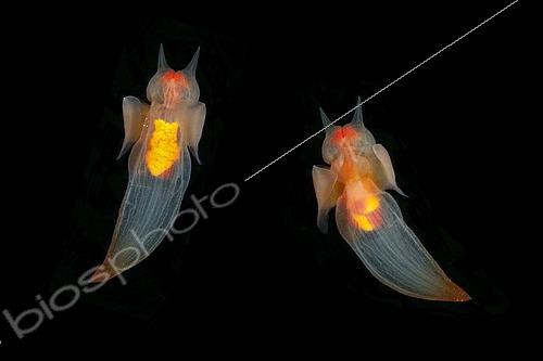 Biosphoto | 2460425 | Clione (Clione limacina) paire, Centre de plongée du cercle arctique, mer Blanche, Carélie, nord de la Russie | &copy; Franco Banfi / Biosphoto