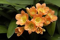Biosphoto | 48005 | Clivia en fleur | &copy; Muriel Hazan / Biosphoto