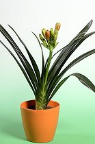 Biosphoto | 1254386 | Clivia in bloom in orange pot | &copy; Denis Bringard / Biosphoto