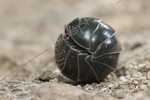 Biosphoto | 1900673 | Cloporte en boule au sol Lorraine France | &copy; Stéphane Vitzthum / Biosphoto