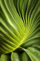 Biosphoto | 2512624 | Close up of a succulent plant, Bora Bora, French Polynesia. | &copy; Flowerphotos / Biosphoto