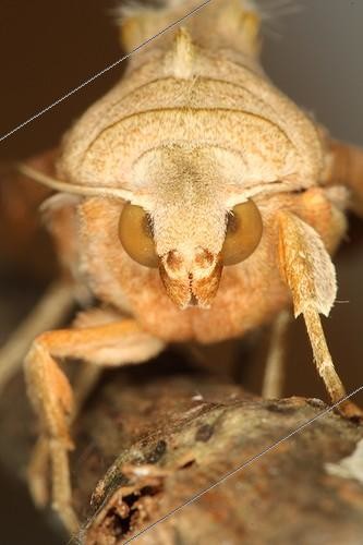 Biosphoto | 1133750 | Close up of an Angleshade moth in summer Belgium ; Entomologist : Terence Hollingworth | &copy; Jacques Rosès / Biosphoto