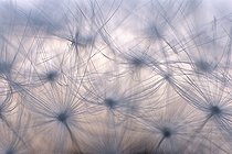 Biosphoto | 743764 | Close up of Dandelion seeds in May  | &copy; Florent Cardinaux  / Biosphoto