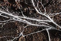 Biosphoto | 2621373 | Close-up of mycelial filaments, Bessenay, Rhône, France. | &copy; Philippe Lebeaux / Biosphoto