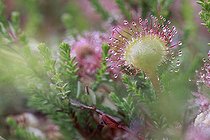 Biosphoto | 969655 | Close up of Roundleaf sundew France | &copy; Eric Ferry / Biosphoto