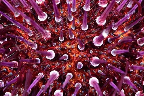 Biosphoto | 2009917 | Close up of sea urchin in the Mediterranean sea | &copy; Sergi Garcia Fernandez / Biosphoto