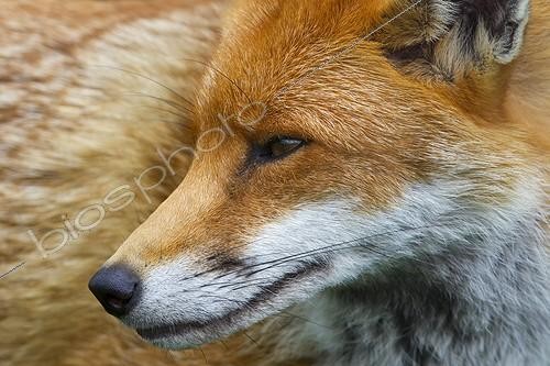 Biosphoto | 1743539 | Close-up of the head of a Red Fox in summer GB | &copy; Frédéric Desmette / Biosphoto