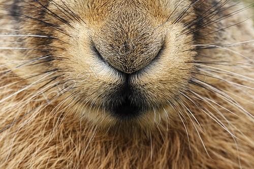 Biosphoto | 1124020 | Close-up of the nose of a Brown hare GB | &copy; Frédéric Desmette / Biosphoto