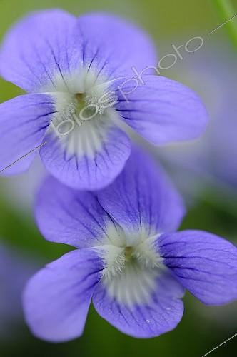 Biosphoto | 1134850 | Close up of Violet Prairie du Fouzon France | &copy; Bruno Guénard / Biosphoto
