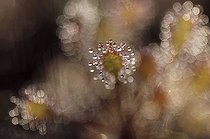 Biosphoto | 508363 | Close-up on Drosera's mortal drops France | &copy; Erwan Balança / Biosphoto