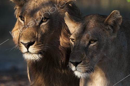 Biosphoto | 2489873 | Close up portrait of a lion and lioness, Panthera leo. Chief Island, Moremi Game Reserve, Okavango Delta, Botswana. | &copy; Sergio Pitamitz / Biosphoto