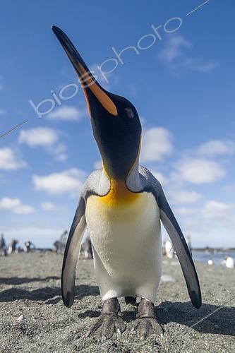 Biosphoto | 2611772 | Close-up view of a King Penguin (Aptenodyptes patagonica) on a beach at Sandy Bay, Macquarie Island. | &copy; Raphaël Sané / Biosphoto