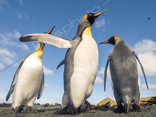 Biosphoto | 2611773 | Close-up view of King Penguins (Aptenodyptes patagonica) on a beach at Sandy Bay, Macquarie Island. | &copy; Raphaël Sané / Biosphoto