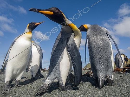 Biosphoto | 2611774 | Close-up view of King Penguins (Aptenodyptes patagonica) on a beach, Sandy Bay, Macquarie Island. | &copy; Raphaël Sané / Biosphoto