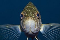 Biosphoto | 2104057 | Closeup of Kelp Bass, Paralabrax clathratus, San Benito Island, Mexico | &copy; Daniela Dirscherl / WaterFrame / Biosphoto