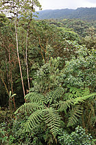 Biosphoto | 2621616 | Cloud-rain forest from a watchtower. Mindo. Choco Andino Ecuador. South of America | &copy; Brigitte Marcon / Biosphoto