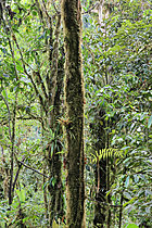 Biosphoto | 2621617 | Cloud-rain forest. Mindo. Choco Andino Ecuador. South of America | &copy; Brigitte Marcon / Biosphoto