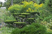 Biosphoto | 1249707 | Cloud topiary of English yew in a garden | &copy; Frédéric Didillon / Biosphoto