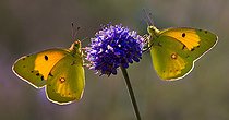 Biosphoto | 2456431 | Clouded Yellow (Colias crocea) on Devilsbit (Succisa pratensis), Vosges du Nord Regional Nature Park, France | &copy; Michel Rauch / Biosphoto